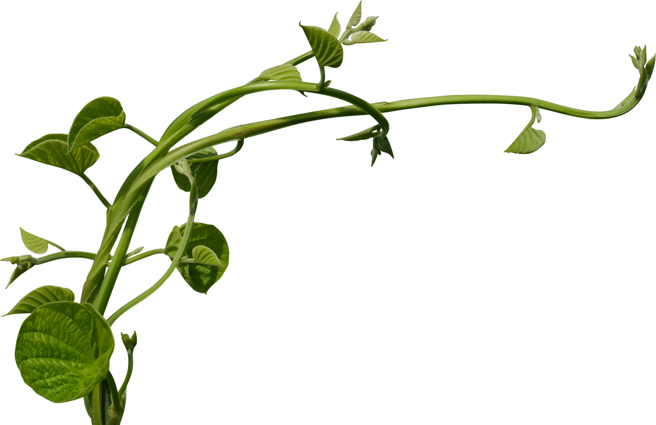 Vine plant, green leaves